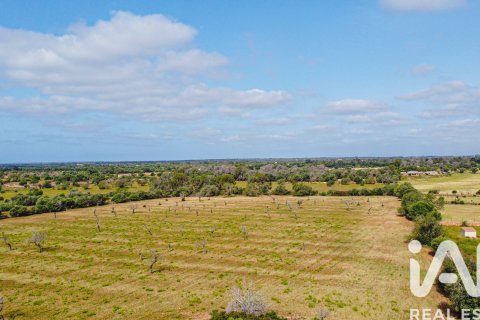 Land plot for sale in Llucmajor, Mallorca, Spain 36895 sq.m. No. 172622 - photo 4