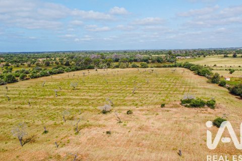 Land plot for sale in Llucmajor, Mallorca, Spain 36895 sq.m. No. 172622 - photo 2