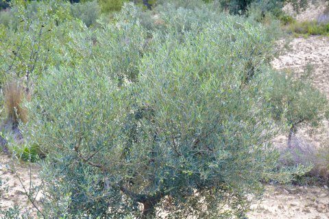 Terreno in vendita a Relleu, Alicante, Spagna N° 192502 - foto 4