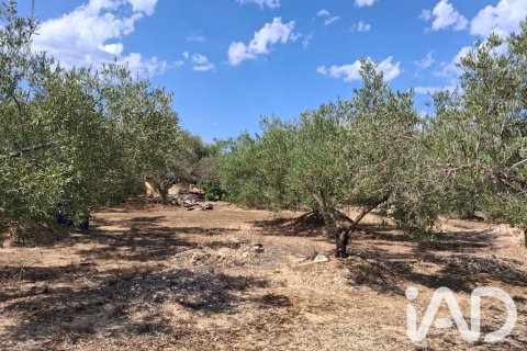 Parcela en venta en L'Ampolla, Tarragona, España 5793 m2 No. 193546 - foto 15