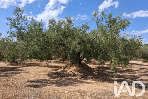 Parcela en venta en L'Ampolla, Tarragona, España 5793 m2 No. 193546 - foto 23