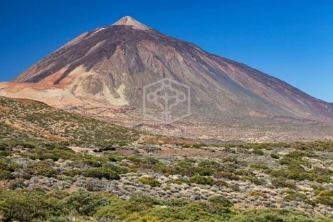 Commercial property à vendre à Adeje, Tenerife, Espagne, 730 m2 No. 181289 - photo 3