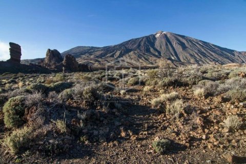 Commercial property à vendre à Adeje, Tenerife, Espagne, 730 m2 No. 181289 - photo 2