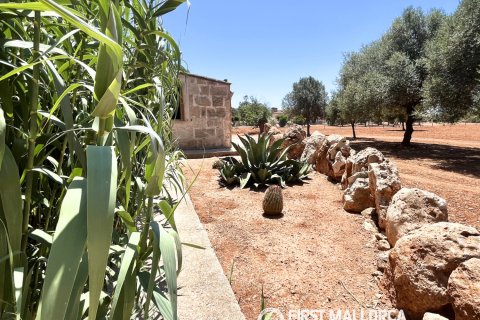 Finca vuokrattavana Campos, Mallorca, Espanja, 1 makuuhuone, 78 m2 No. 177324 - kuva 15