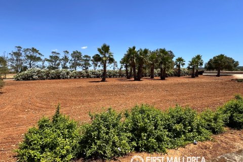 Finca vuokrattavana Campos, Mallorca, Espanja, 1 makuuhuone, 78 m2 No. 177324 - kuva 21