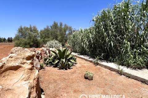 Finca vuokrattavana Campos, Mallorca, Espanja, 1 makuuhuone, 78 m2 No. 177324 - kuva 17