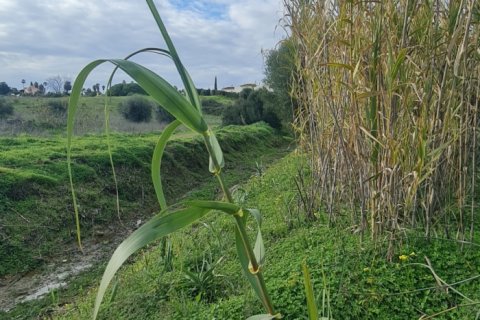 Tontti myytävänä Mijas, Malaga, Espanja , 674 m2 No. 152470 - kuva 6