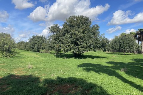 Land plot for sale in Porreres, Mallorca, Spain 50265 sq.m. No. 140605 - photo 7