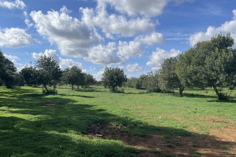 Land plot for sale in Porreres, Mallorca, Spain 50265 sq.m. No. 140605 - photo 4