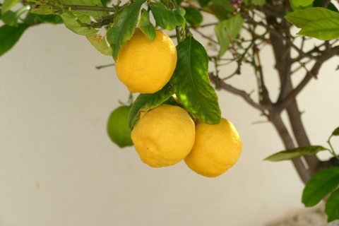 Villa in vendita a Benijofar, Alicante, Spagna 4 camere da letto, 150 mq. N° 163131 - foto 30