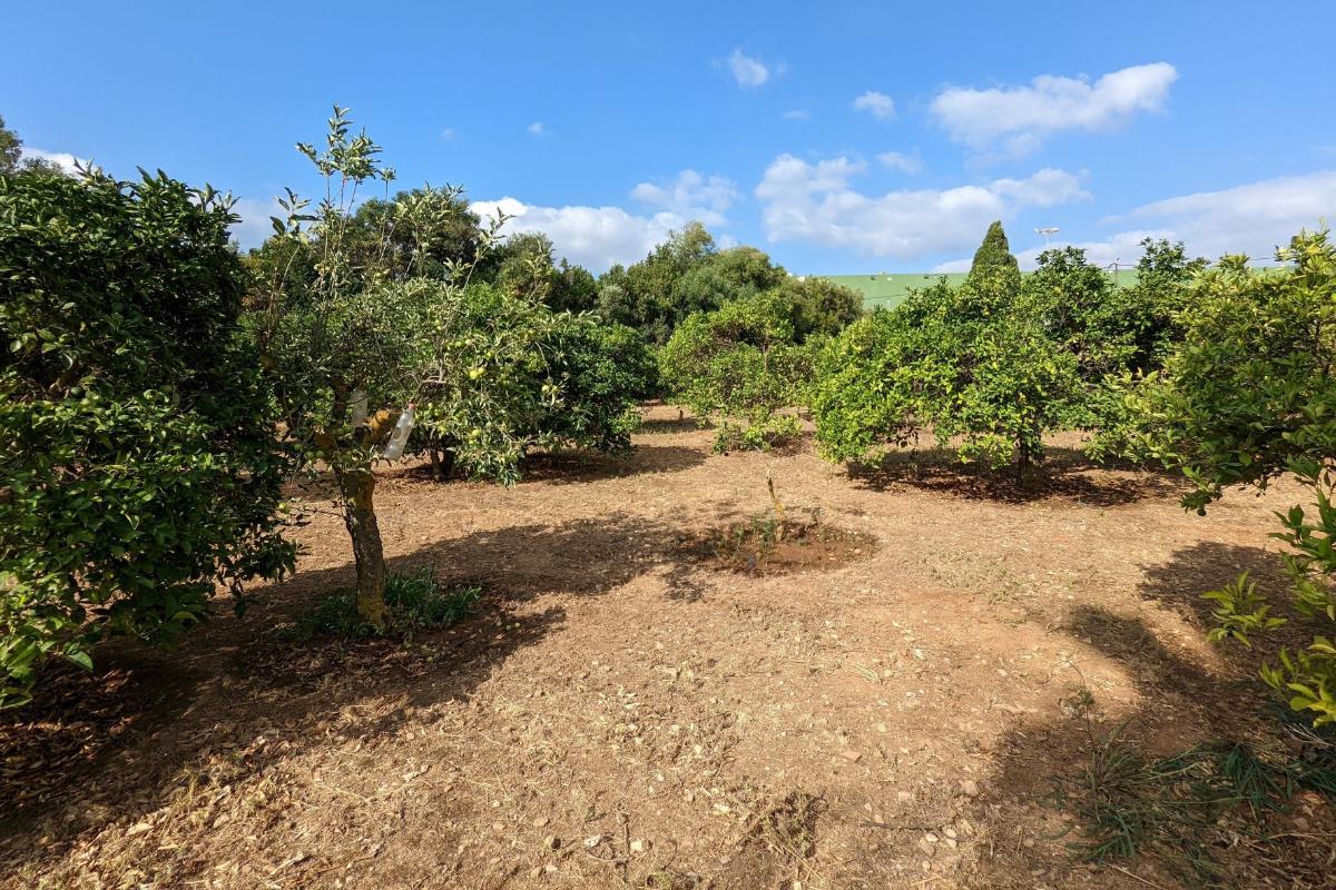 Land plot in Denia, Alicante, Spain No. 80717
