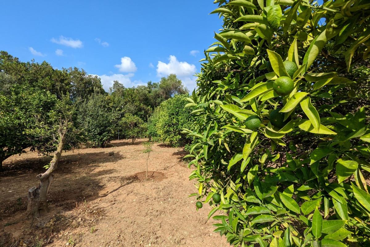 Land plot in Denia, Alicante, Spain No. 80717