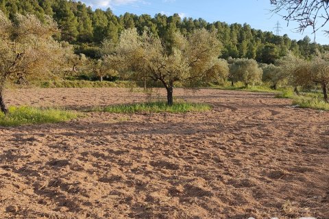 Terreno a Flix, Tarragona, Spagna 13250 mq. N° 185237