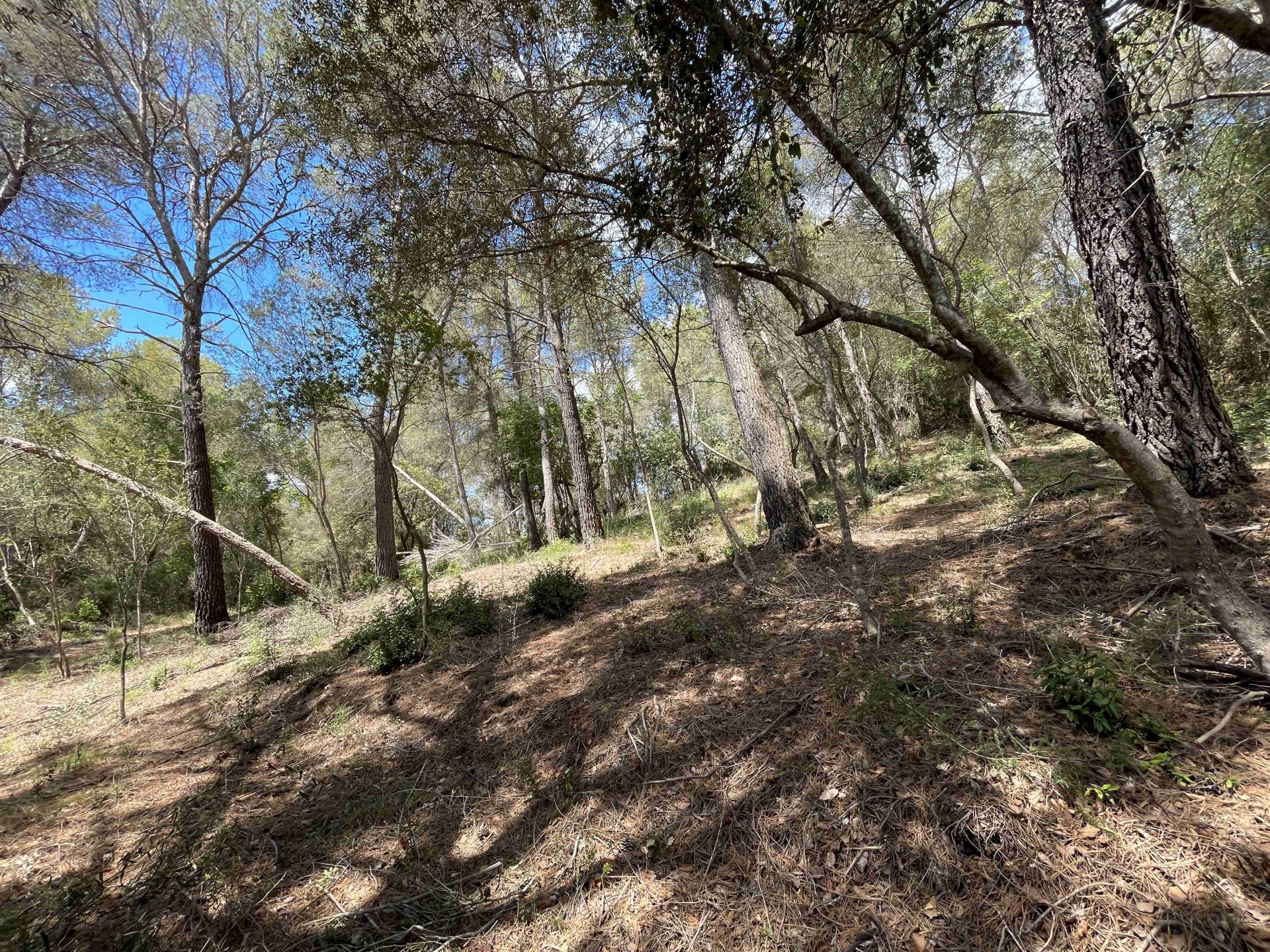 Land plot à Sa Pobla, Mallorca, Espagne 1088 m2 No. 102102