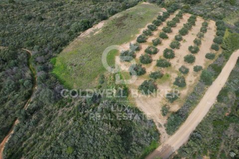 Land zum Verkauf in Garriguella, Girona, Spanien 1300000 m2 Nr. 159495 - Foto 3