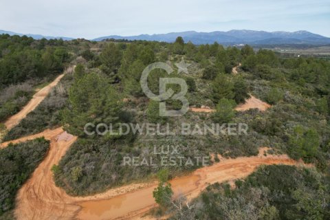 Land zum Verkauf in Garriguella, Girona, Spanien 1300000 m2 Nr. 159495 - Foto 13