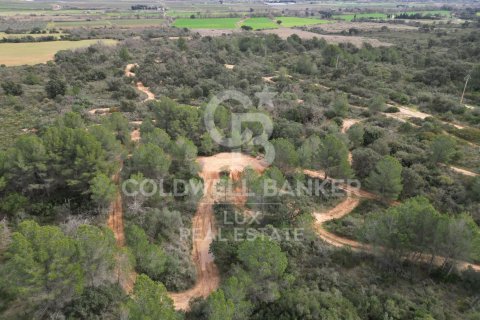 Land zum Verkauf in Garriguella, Girona, Spanien 1300000 m2 Nr. 159495 - Foto 11
