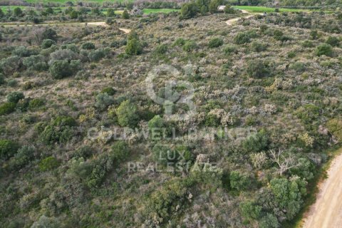 Land zum Verkauf in Garriguella, Girona, Spanien 1300000 m2 Nr. 159495 - Foto 12