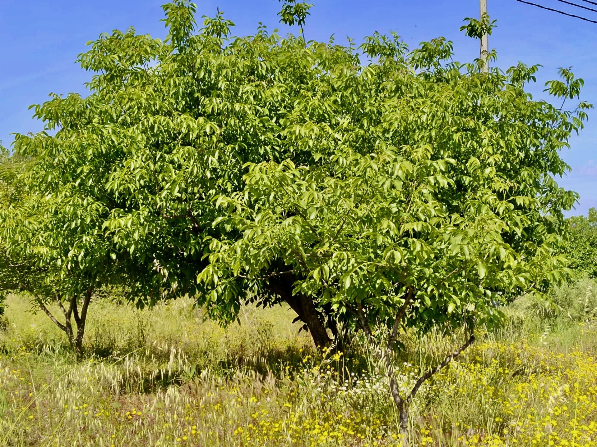 Talo Penaguila, Alicante, Espanja 4 makuuhuonetta, 140 m2 No. 192510