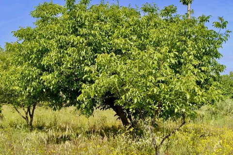 Talo myytävänä Penaguila, Alicante, Espanja, 4 makuuhuonetta, 140 m2 No. 192510 - kuva 29