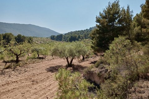 Продажа земельного участка в Рельеф, Аликанте, Испания 252м2 №192508 - фото 4