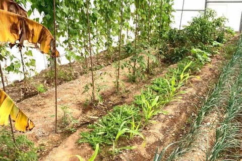 Terreno in vendita a Riudoms, Tarragona, Spagna 61232 mq. N° 153660 - foto 9