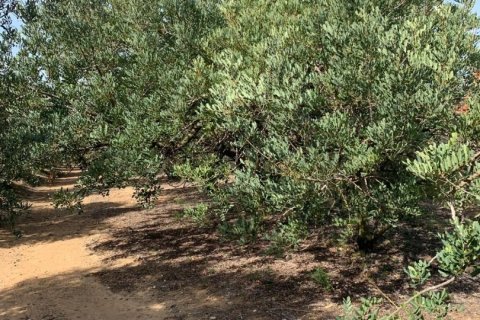 Terreno in vendita a Riudoms, Tarragona, Spagna 61232 mq. N° 153660 - foto 20