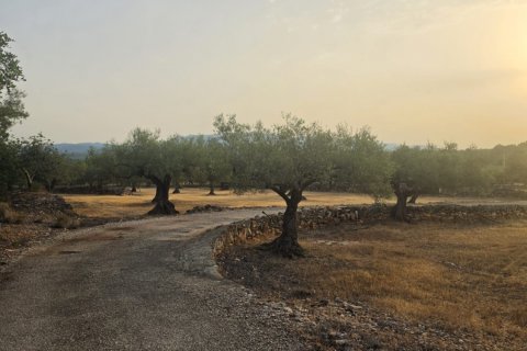 Tontti myytävänä El Perello, Tarragona, Espanja , 5711 m2 No. 195023 - kuva 4