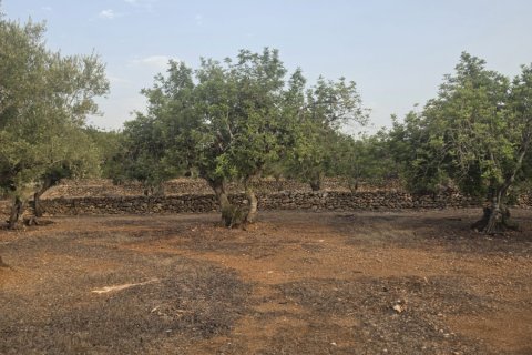 Tontti myytävänä El Perello, Tarragona, Espanja , 5711 m2 No. 195023 - kuva 2