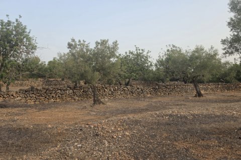 Tontti myytävänä El Perello, Tarragona, Espanja , 5711 m2 No. 195023 - kuva 6