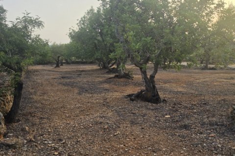 Tontti myytävänä El Perello, Tarragona, Espanja , 5711 m2 No. 195023 - kuva 5