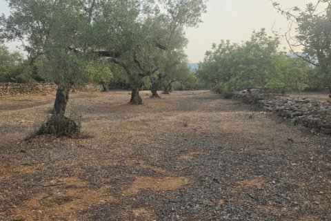 Tontti myytävänä El Perello, Tarragona, Espanja , 5711 m2 No. 195023 - kuva 3