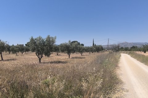Land plot for sale in Sax, Alicante, Spain 15889 sq.m. No. 185830 - photo 6