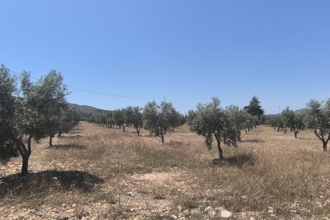 Land plot for sale in Sax, Alicante, Spain 15889 sq.m. No. 185830 - photo 5
