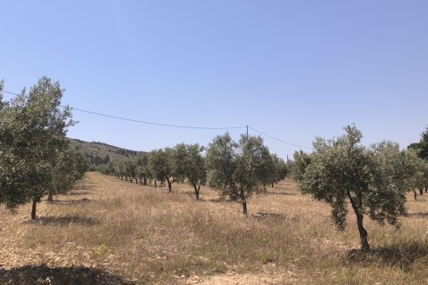 Land plot for sale in Sax, Alicante, Spain 15889 sq.m. No. 185830 - photo 4