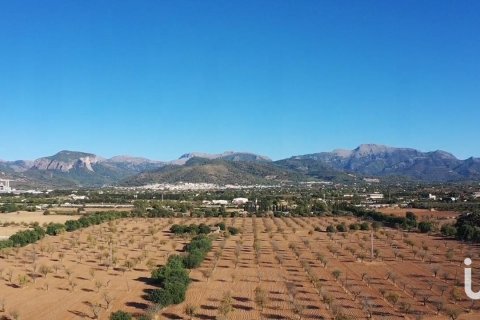 Продажа земельного участка в Инка, Майорка, Испания 124905м2 №154021 - фото 4