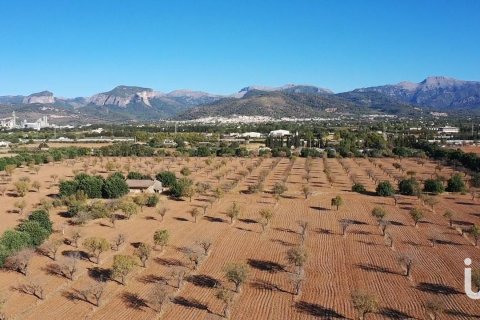 Продажа земельного участка в Инка, Майорка, Испания 124905м2 №154021 - фото 5