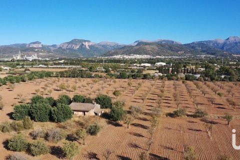 Продажа земельного участка в Инка, Майорка, Испания 124905м2 №154021 - фото 7