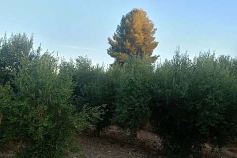 Terreno in vendita a Lorca, Murcia, Spagna 7165 mq. N° 185004 - foto 29