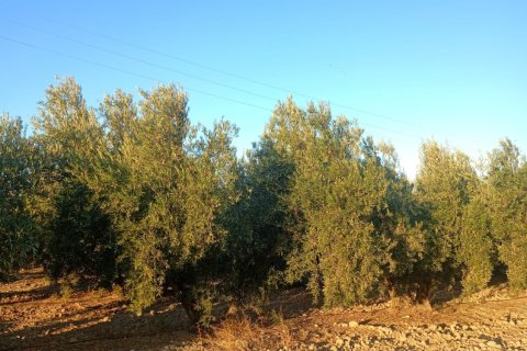 Terreno in vendita a Lorca, Murcia, Spagna 7165 mq. N° 185004 - foto 24