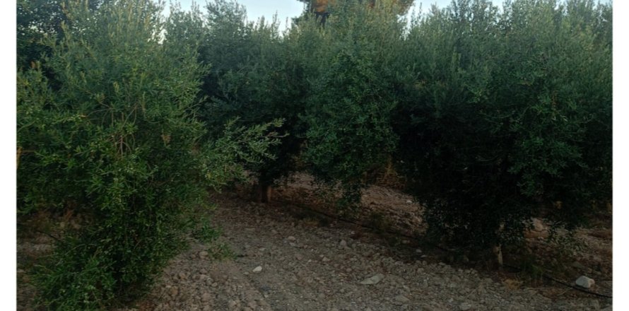 Terreno a Lorca, Murcia, Spagna 7165 mq. N° 185004