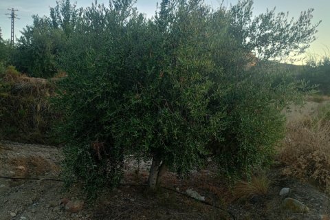 Terreno in vendita a Lorca, Murcia, Spagna 7165 mq. N° 185004 - foto 8