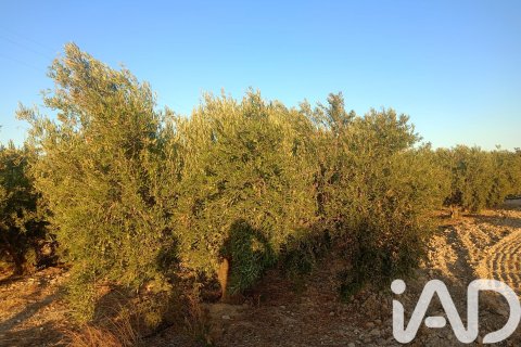 Terreno in vendita a Lorca, Murcia, Spagna 7165 mq. N° 185004 - foto 22