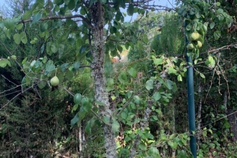 Tontti myytävänä Galaroza, Huelva, Espanja , 400 m2 No. 153908 - kuva 2