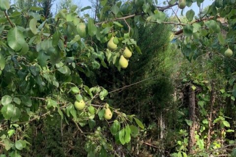 Tontti myytävänä Galaroza, Huelva, Espanja , 400 m2 No. 153908 - kuva 3