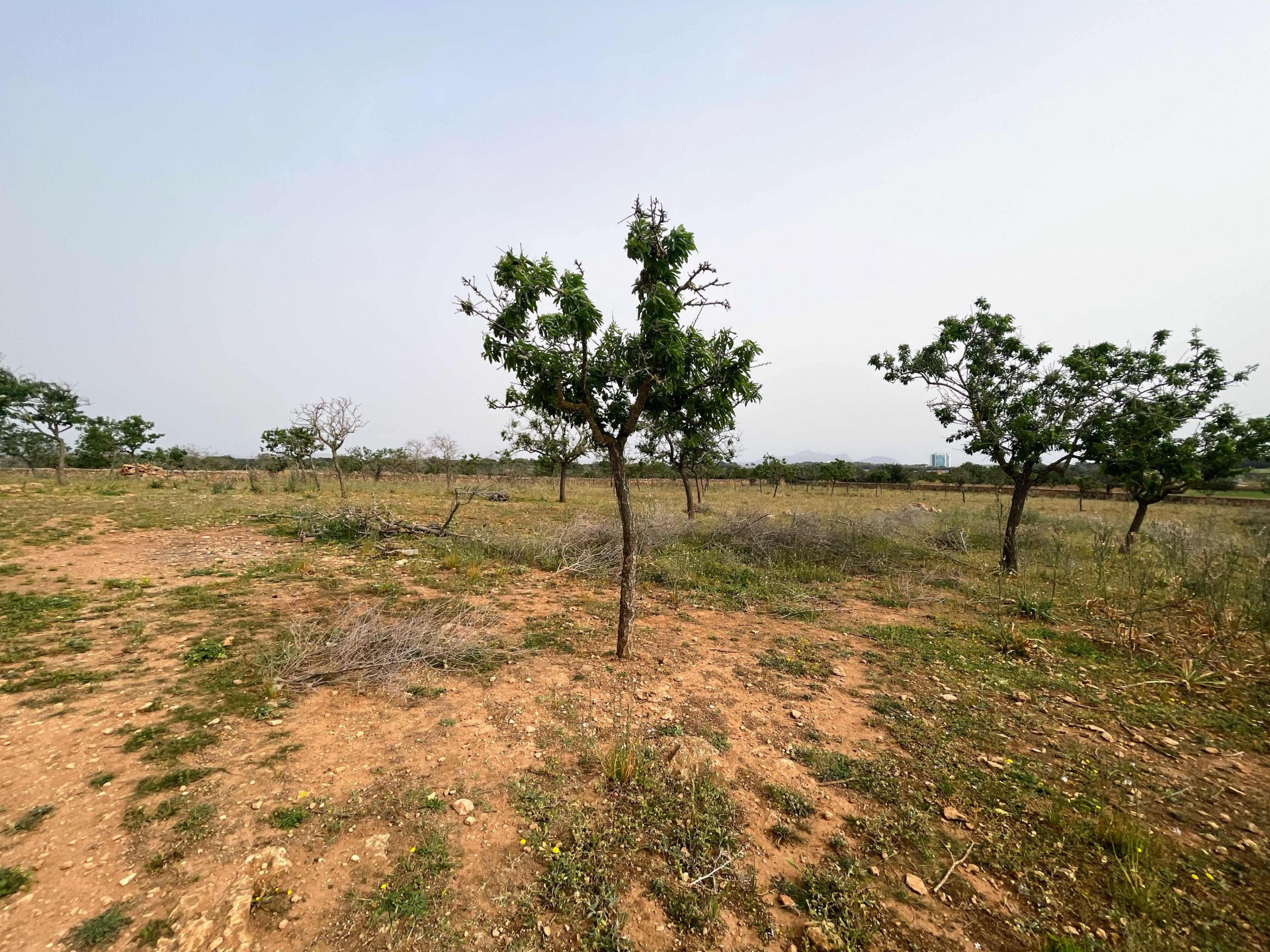 Land plot in Santa Margalida, Mallorca, Spain 86522 sq.m. No. 98010