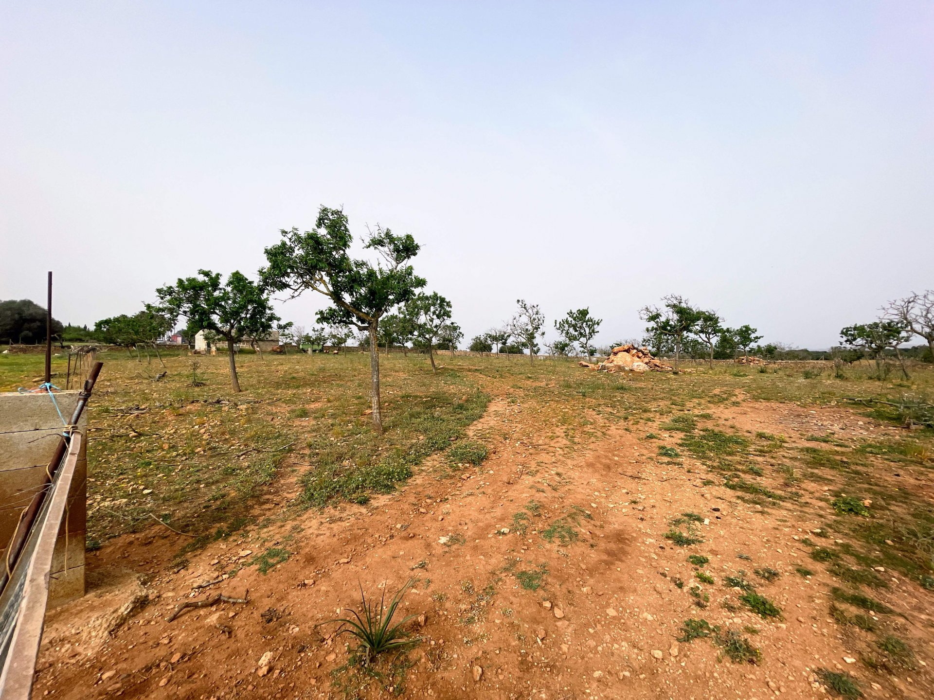 Land plot in Santa Margalida, Mallorca, Spain 86522 sq.m. No. 98010