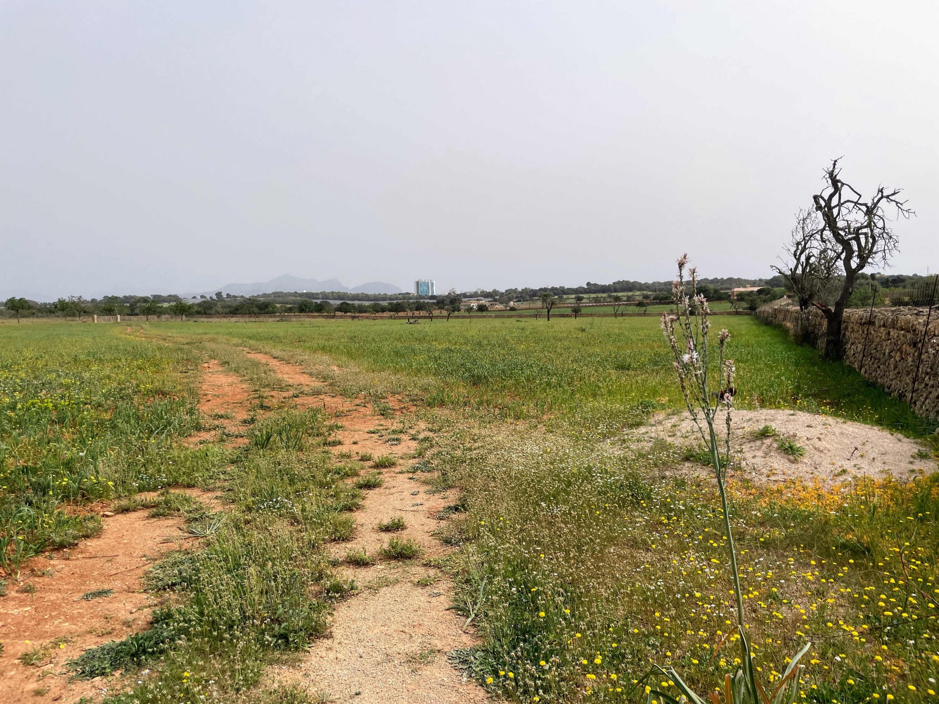 Land plot in Santa Margalida, Mallorca, Spain 86522 sq.m. No. 98010