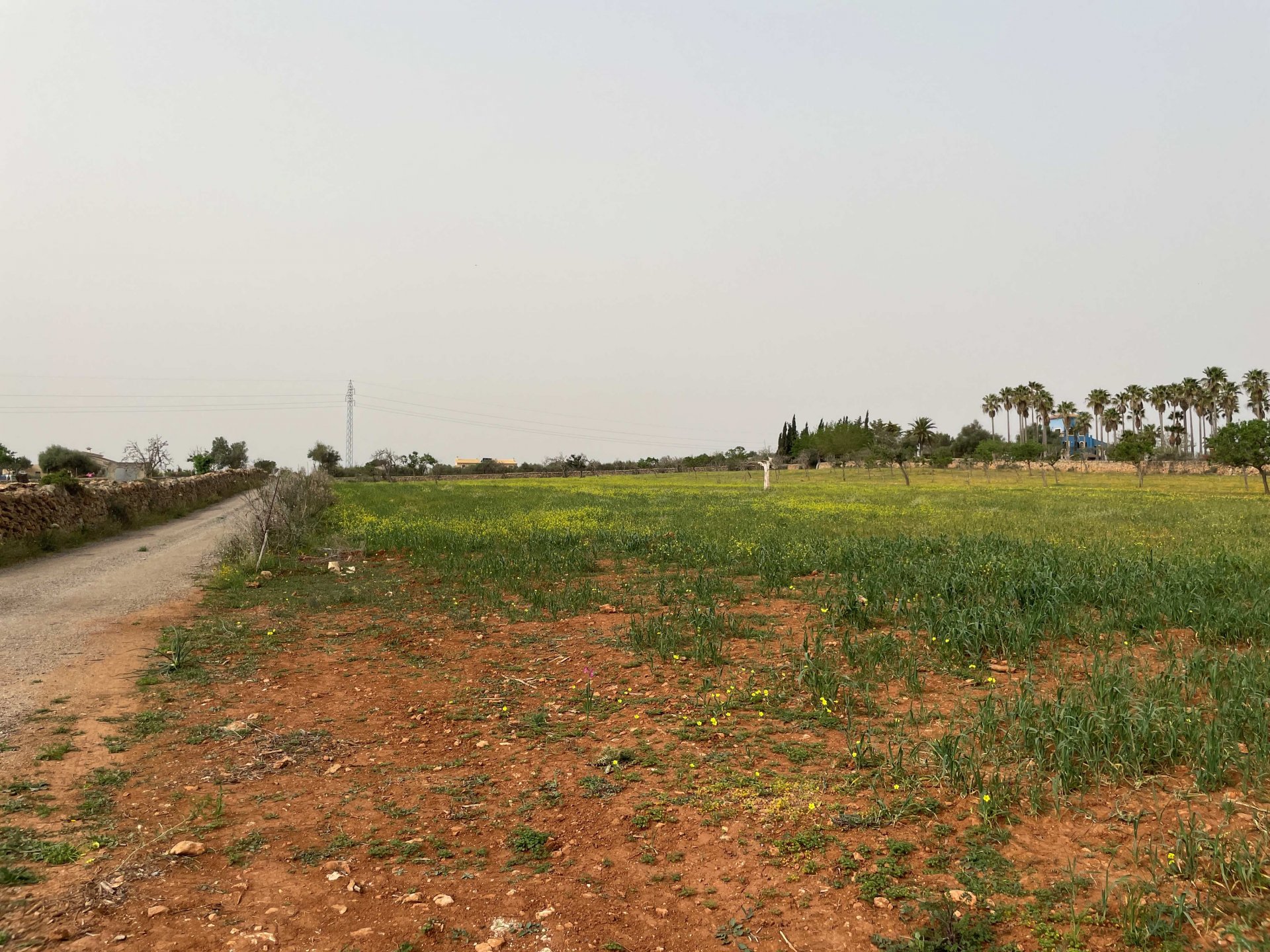 Land plot in Santa Margalida, Mallorca, Spain 86522 sq.m. No. 98010