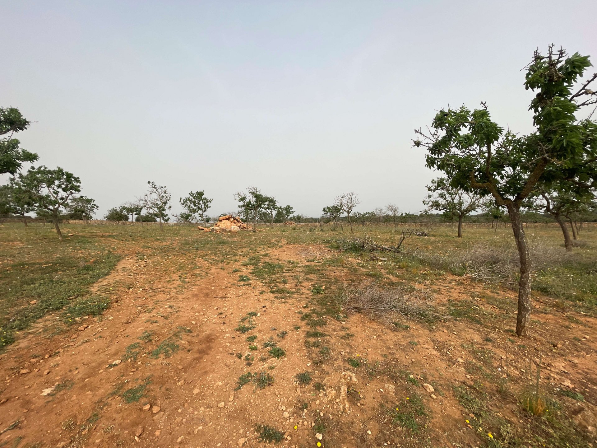Land plot in Santa Margalida, Mallorca, Spain 86522 sq.m. No. 98010